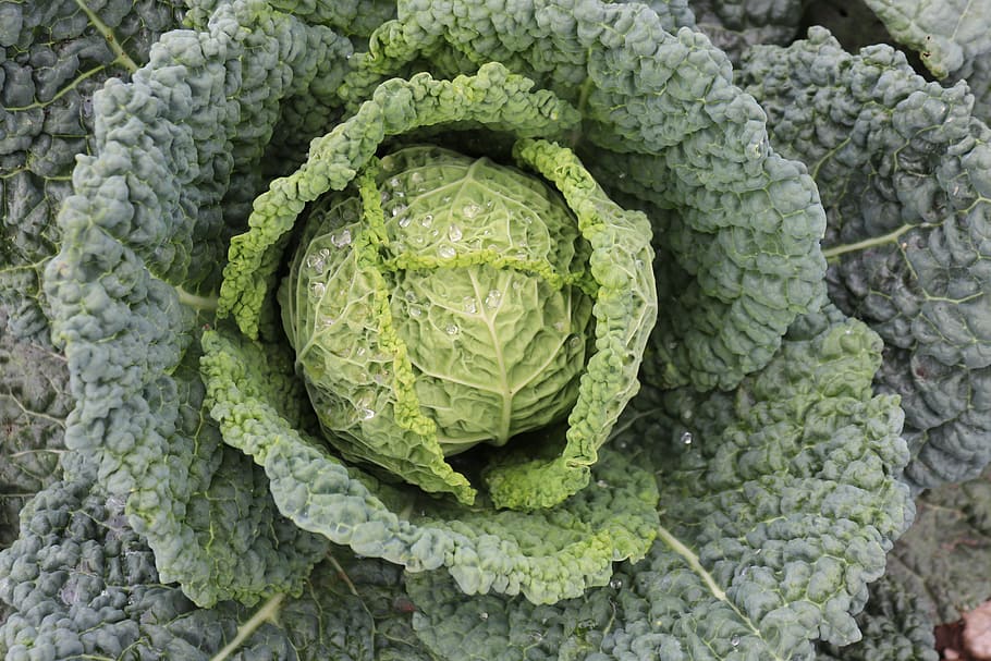 savoy, autumn, harvest, green, leaves, vegetables, head cabbage, food, healthy, savoy cabbage