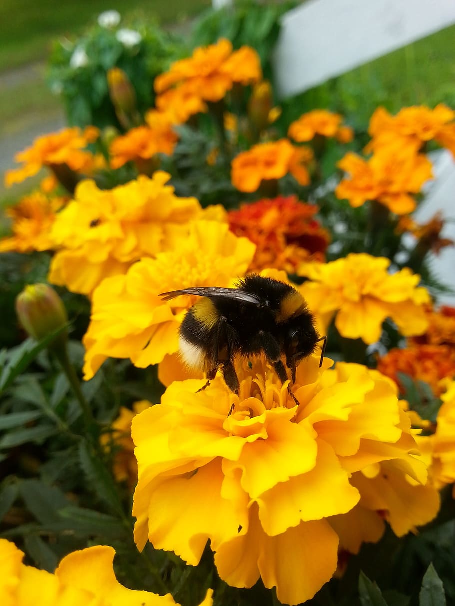 Bumble-Bee, Bunga, Taman, Alam, serangga, perbungaan, musim panas, bunga beludru, kumbang, oranye