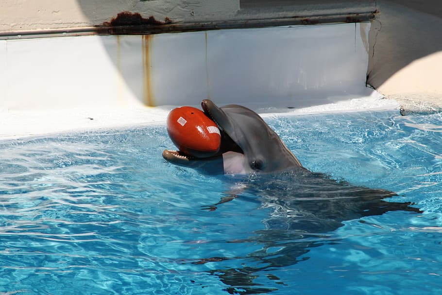 You'll get to watch trained dolphin shows before or after your swim session