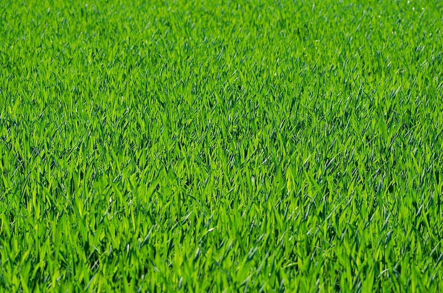 campo de grama verde, grama, gramada, talos, verde, plano de fundo, papel de parede, estações, primavera, verão