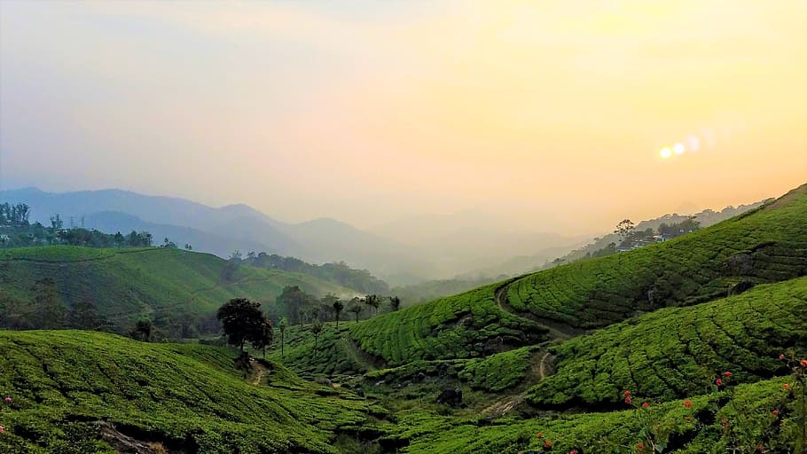 tea plantations, tea plants, plantation, tea, leaf, field, landscape, mountain, scenic, india
