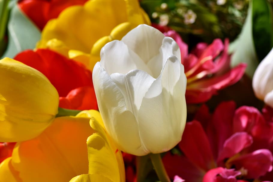 tulip, tulpenbluete, blossom, bloom, flower, white tumor, yellow flowers, yellow flower, nature, spring