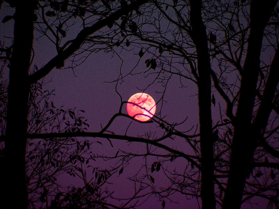 red, moon, nighttime, moon shine, trees, sky, dark, mystical, light, night
