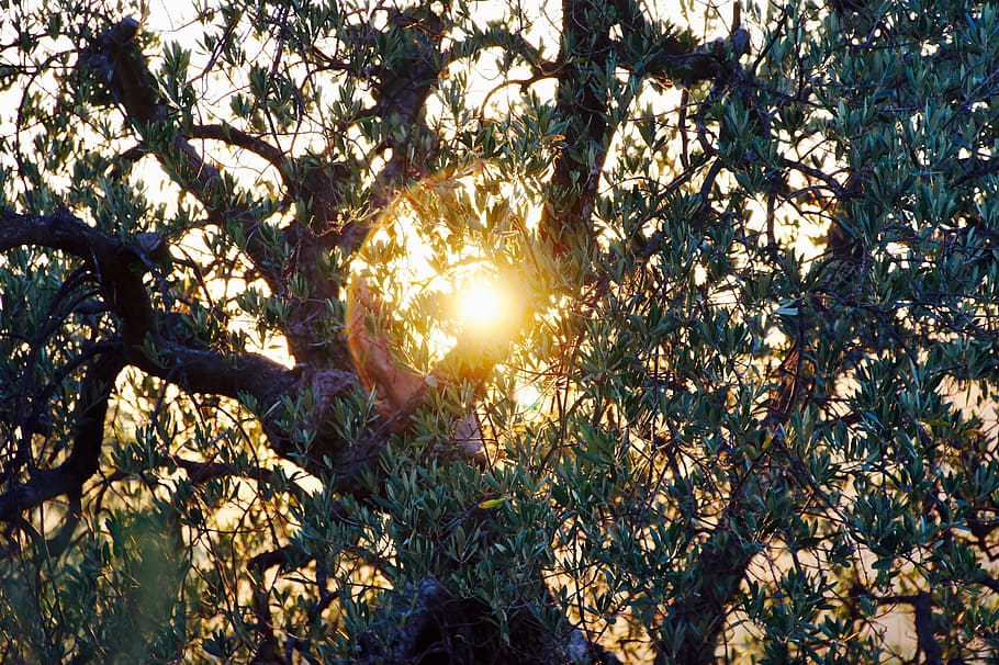 올리브 나무, 저녁 태양, 이탈리아, abendstimmung, 태양, 휴일, 일몰, 로맨틱, 여름, 토스카나