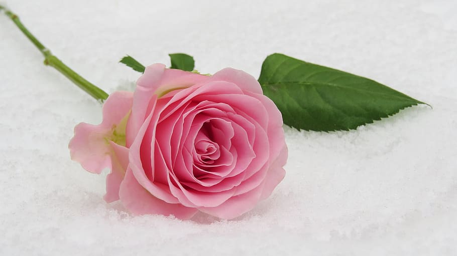 pink, rose, white, surface, winter rose, blossom, bloom, leaf, flower, floral