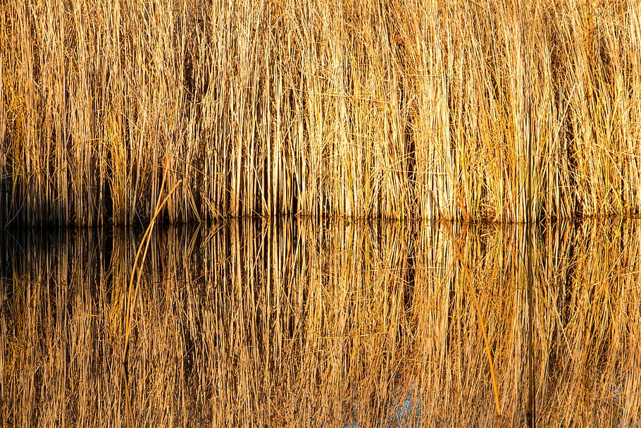 reed, pond, yellow, winter, autumn, water, nature, teichplanze, bank, tube piston greenhouse