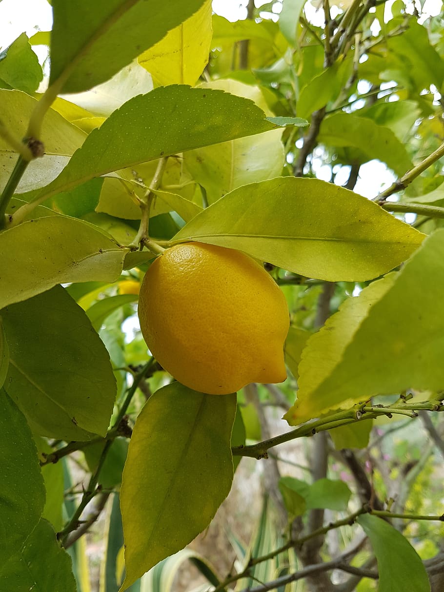 lemon, lemon tree, citrus fruits, ripe, fruity, mediterranean, healthy eating, leaf, growth, plant part