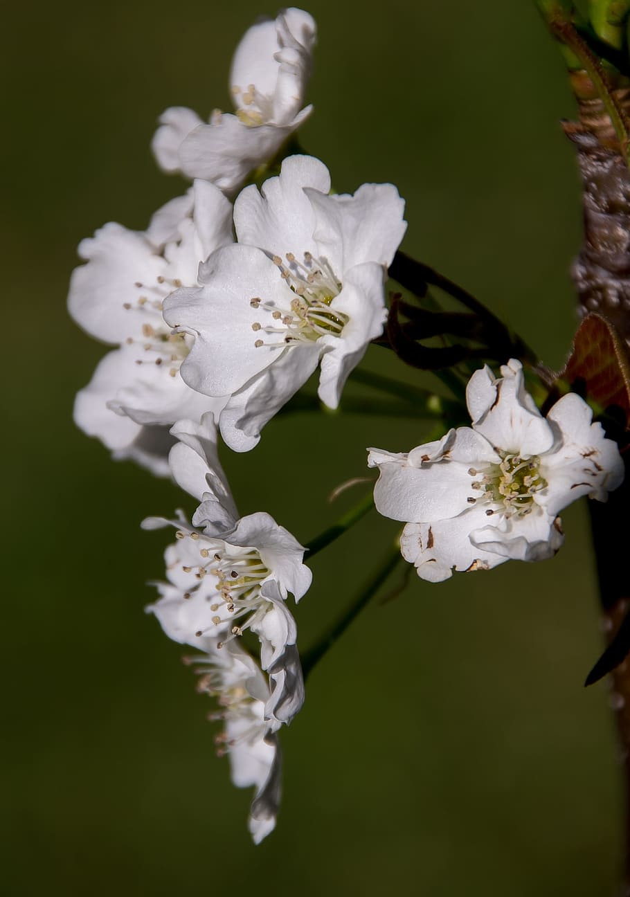 blossom, flowers, nashi pear, asian pear, pyrus pyrifolia, fruit, tree, spring, white, petal