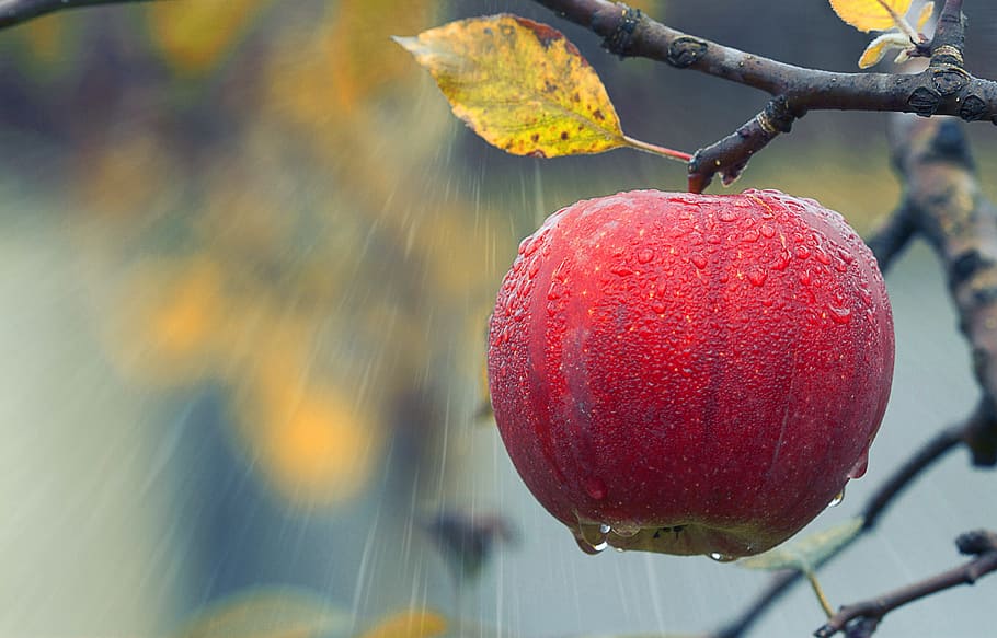 apple, fruit, rain, agriculture, branch, close up, dewdrops, garden, hanging, leaf