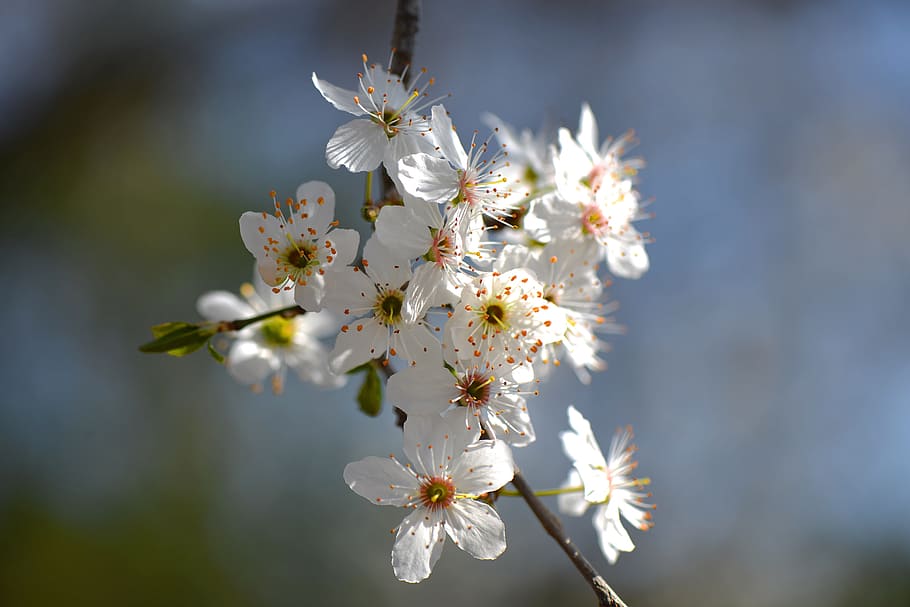 花 白 果樹 木 春 もろさ 白い色 成長 開花植物 鮮度 Pxfuel