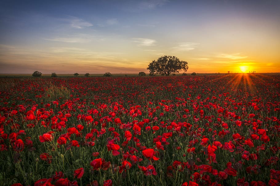 bed, red, flowers, poppies, sunset, clouds, red sun, twilight, horizon, orange