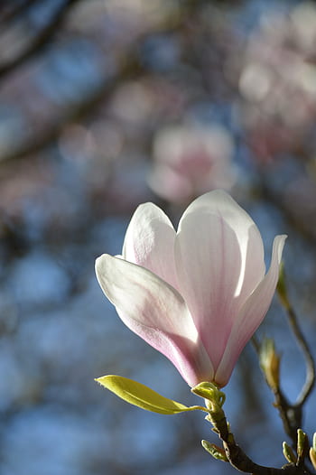 Fotos magnolia rosa libres de regalías | Pxfuel