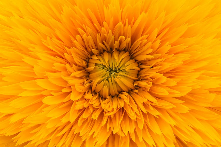 yellow, chrysanthemum flower, macro photography, sunflower, illustration, orange, flower, petal, bloom, nature