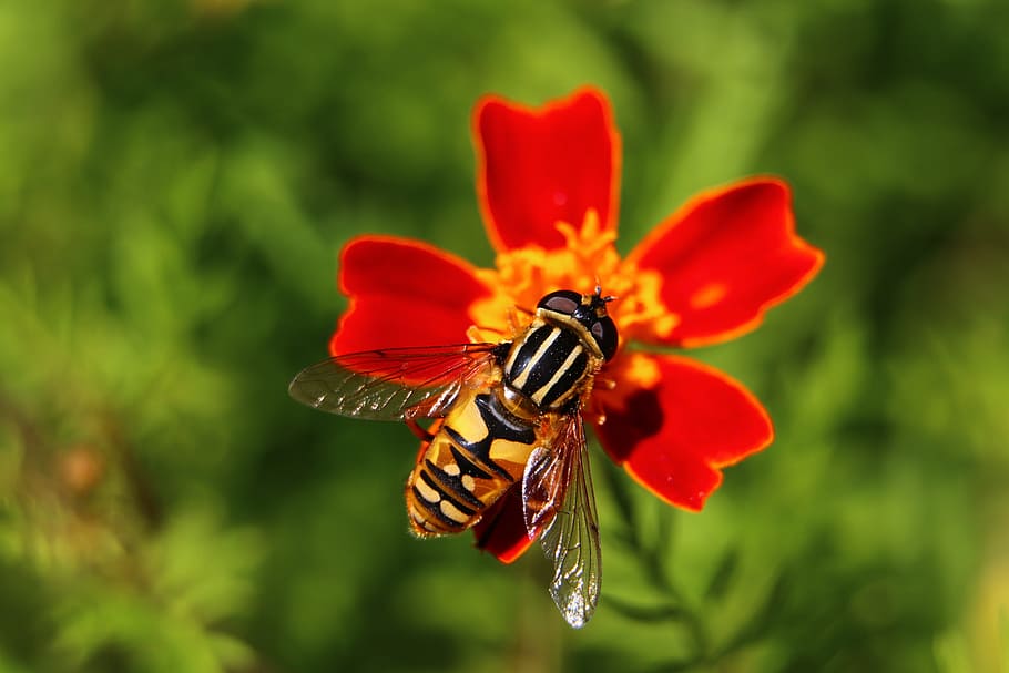 citroenpendel hoverfly, bug, nature, flower, flowering plant, animal themes, insect, beauty in nature, petal, invertebrate