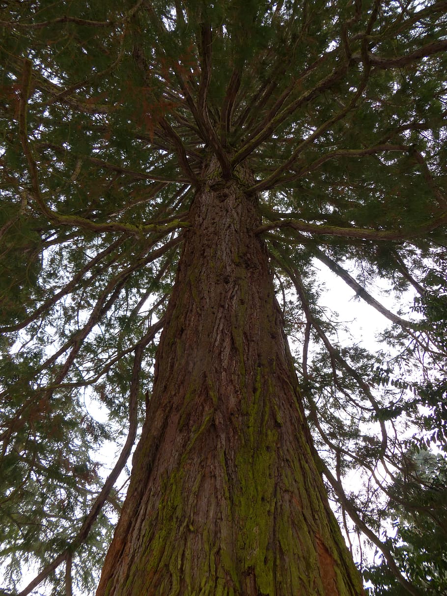 Tree, Log, Fir, Sickle, sickle fir, cryptomeria japonica, japanese cedar, cryptomeria, cypress under glass, cupressaceae