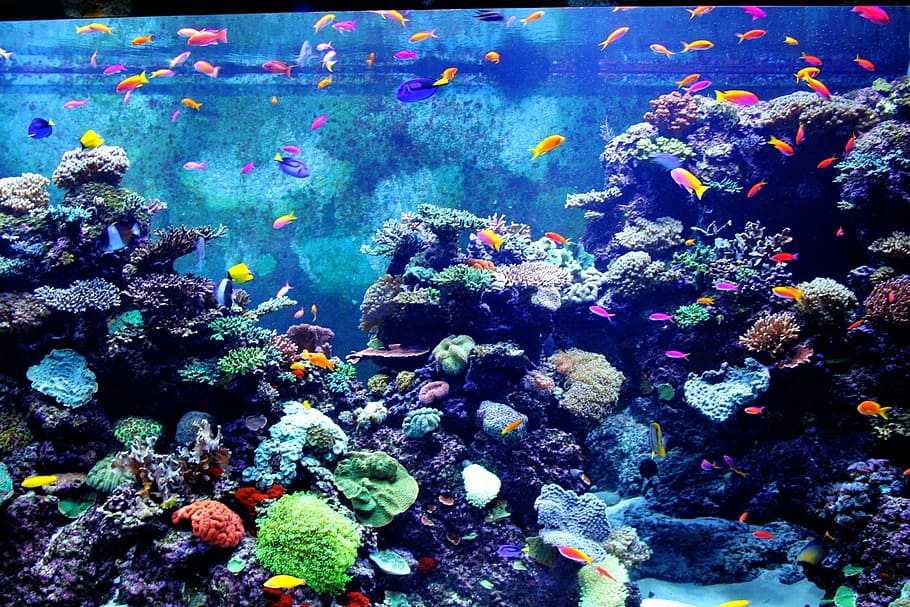 bawah air, fotografi, sekolah, ikan, akuarium berwarna-warni, ikan kecil, ikan berwarna-warni, akuarium, air, batu