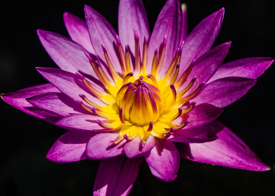 close-up photography, yellow, flower, bloom, Water Lily, Pretty, Purple, pretty purple water lily, waterlily, garden