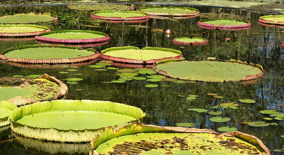green plants, Lily Pads, Pond, Aquatic, Water Plants, bloom, lotus, blossom, summer, waterlily