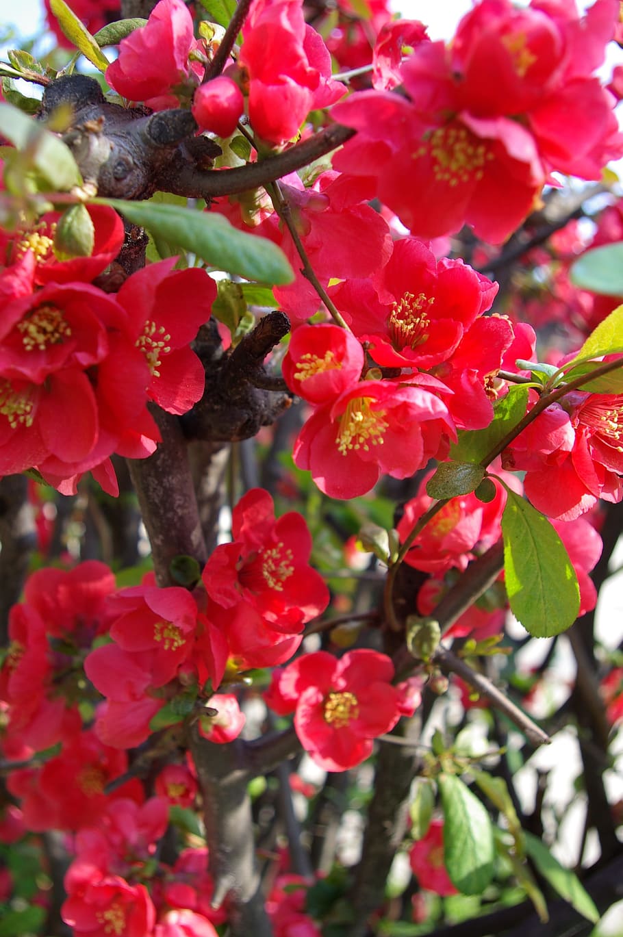 gente que flor de árbol, flores de primavera, flor roja, crecimiento,  planta, rojo, flor, planta floreciendo, belleza en la naturaleza, primer  plano | Pxfuel