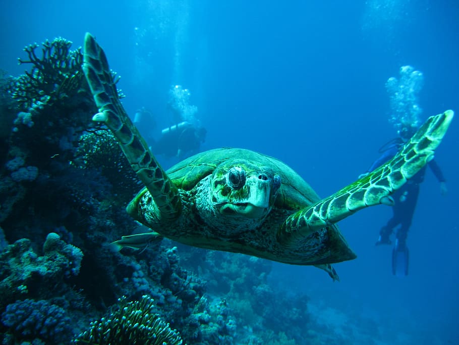 foto, tartaruga, subaquática, mar, imersão, polvo, ativo, piscina, natureza, recife