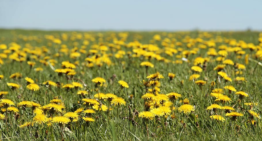 field, yellow, daisy flowers, dandelion, meadow, dandelion meadow, spring, summer, flower, nature