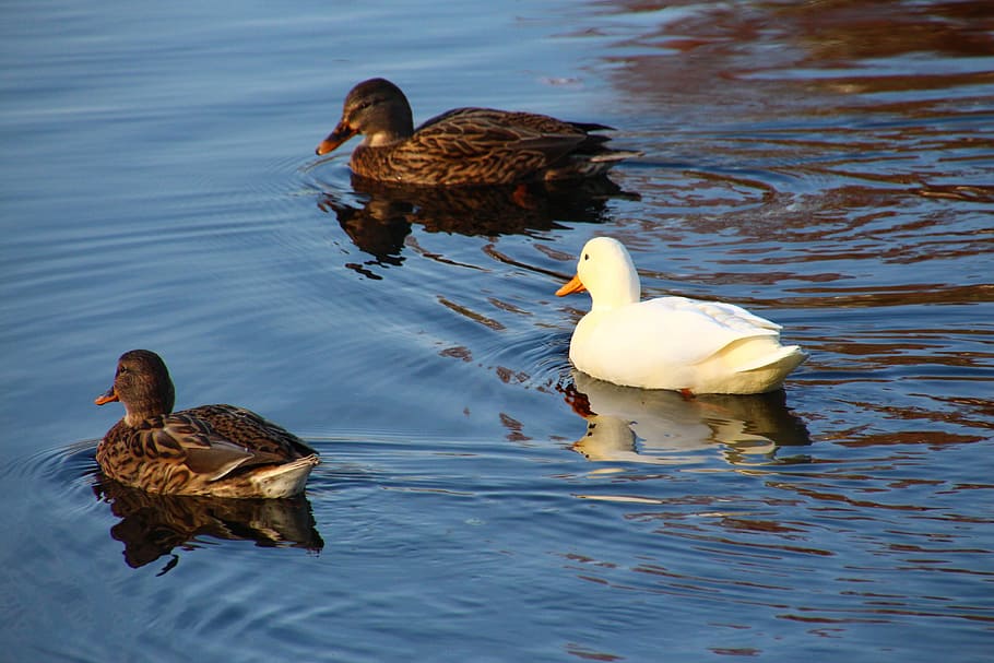 three, ducks, water, anders, different, opposition, contrariety, deviation, difference, contrary