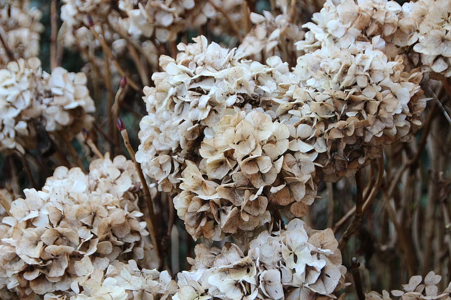 Hydrangea, Faded, Plant, Garden, withered, bush, spring, circuit, flower, day