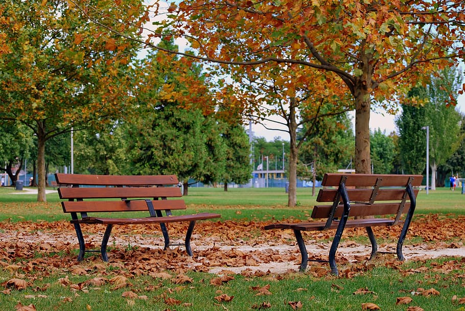 bench, autumn, dried leaves, tree, prato, nature, garden, leaves, plant, seat