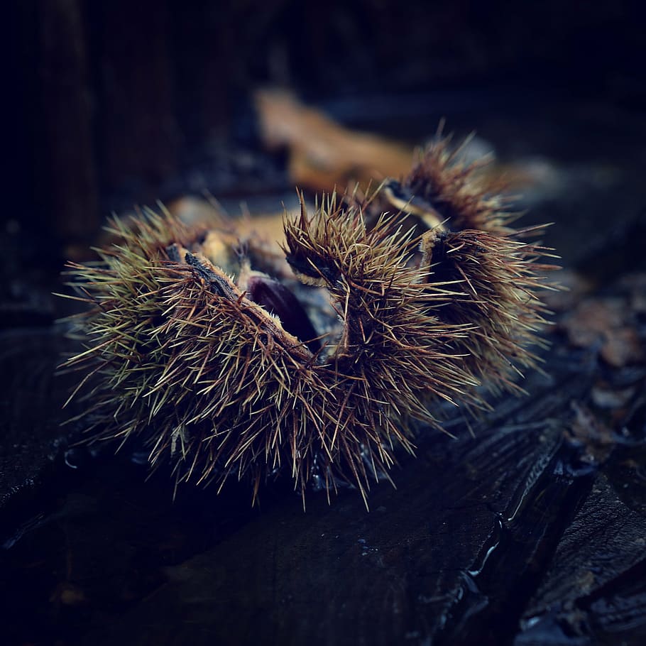 autumn, chestnut, park, water, nature, close-up, spiked, day, plant, focus on foreground