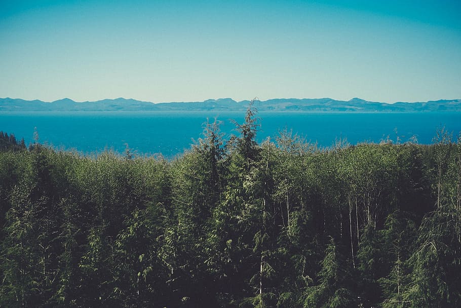 green trees, blue, body, water, forest, daytime, sky, clear, mountains, horizon