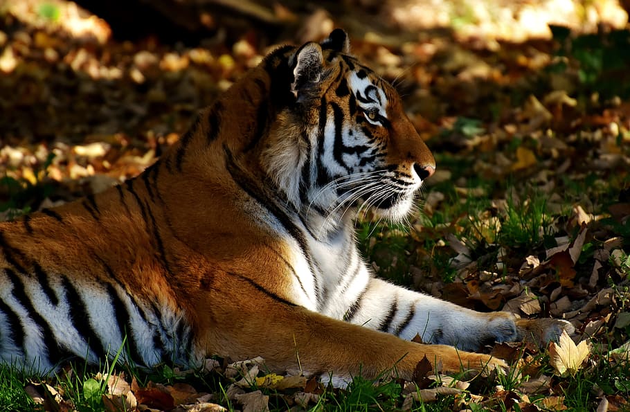 brown, white, tiger, laying, grass, predator, lurking, fur, beautiful, dangerous