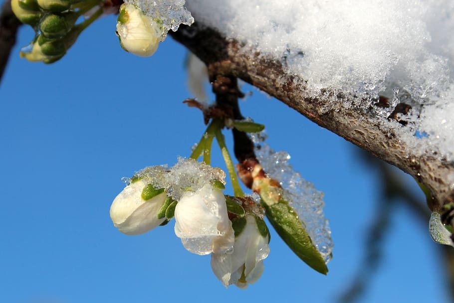 ciruelo, Prunus domestica, flor de ciruelo, yemas de ciruelo, ramas, nieve, heladas, frío, primavera, renovado wintereinbruch