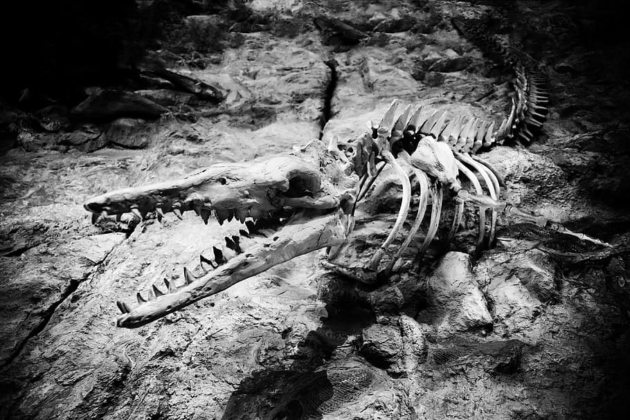 fosil di permukaan, Hewan, Tulang, Makhluk, dino, dinosaurus, punah, fosil, kepala, rahang