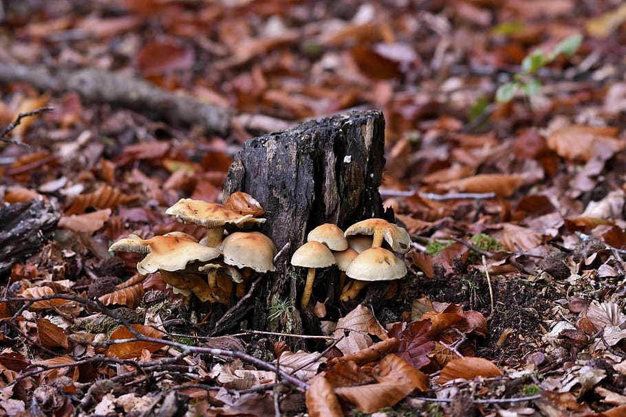 mushrooms, forest, autumn, moist, nature, season, forest floor, tree stump, fungi, mushroom