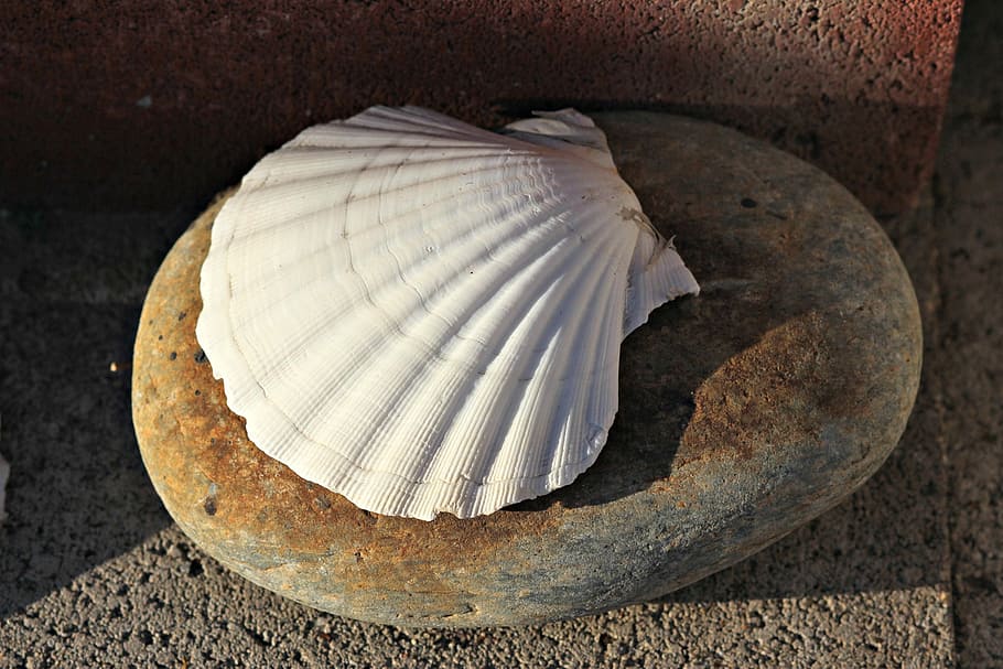 Seashell, Clam, Shell, Ocean, Beach, ocean, beach, scallop, indoors, close-up, food