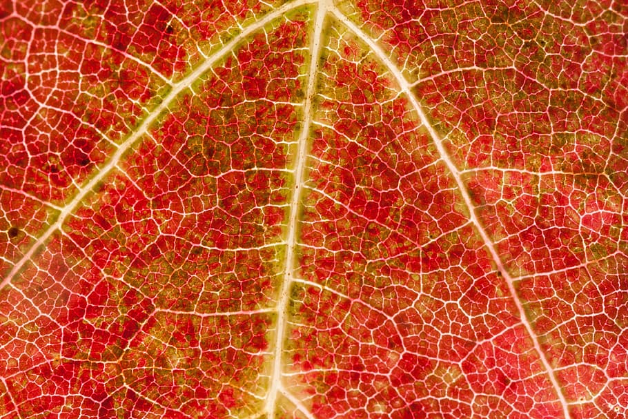 vermelho, folha clip art, vinho, folha, colheita de vinho, vinhedo, planta, outono, cores de outono, ensolarado