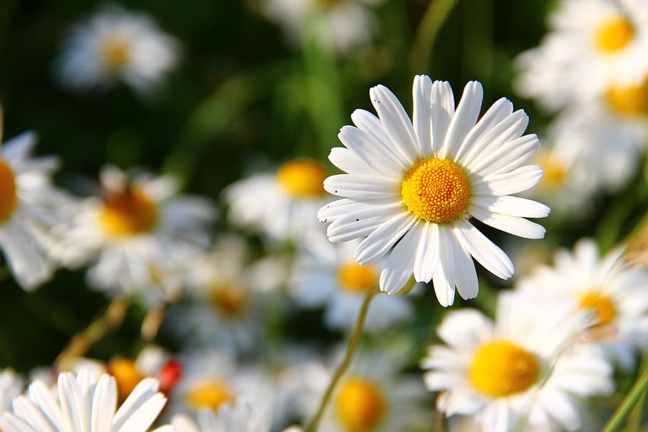 shallow, focus photo, white, yellow, daisies, flower, face, flowers, bloom, meadow