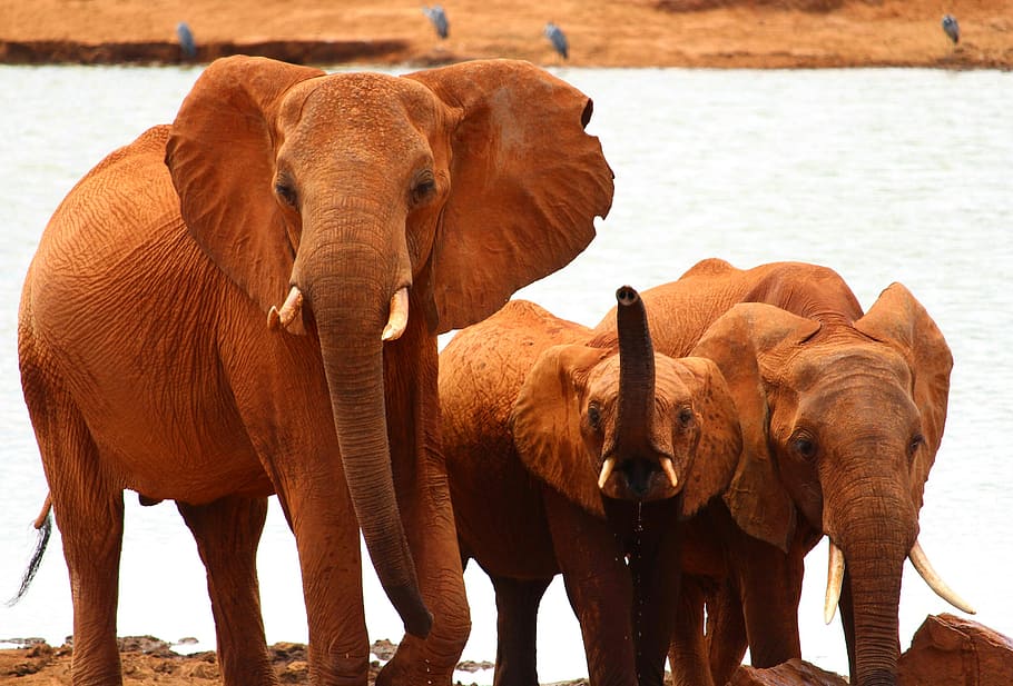 three, brown, elephants, standing, body, water, daytme, elephant, safari, africa