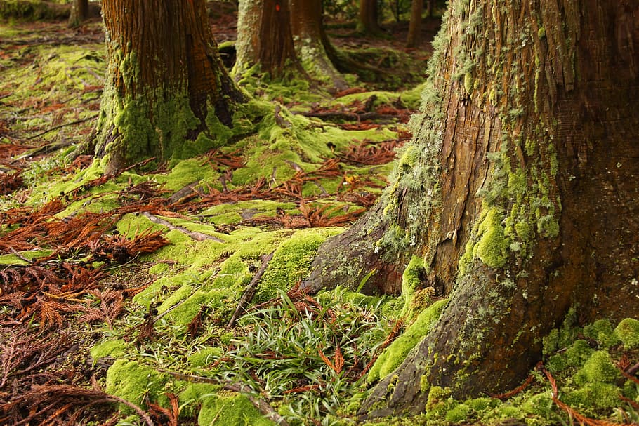 forest trees, Moss, Green, Woods, Forest, Trees, Floor, moss, green, leaves, brown