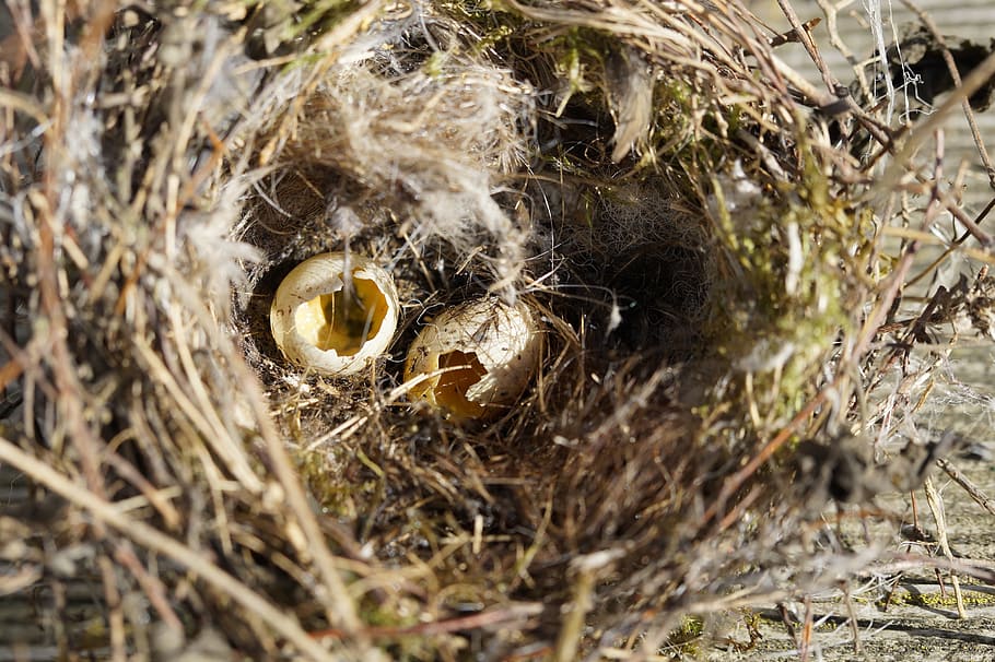 Huevos de pájaro, nido, ladrones, ladrones de nidos, huevo, dos, elster, cañamazo, nido de pájaro, naturaleza