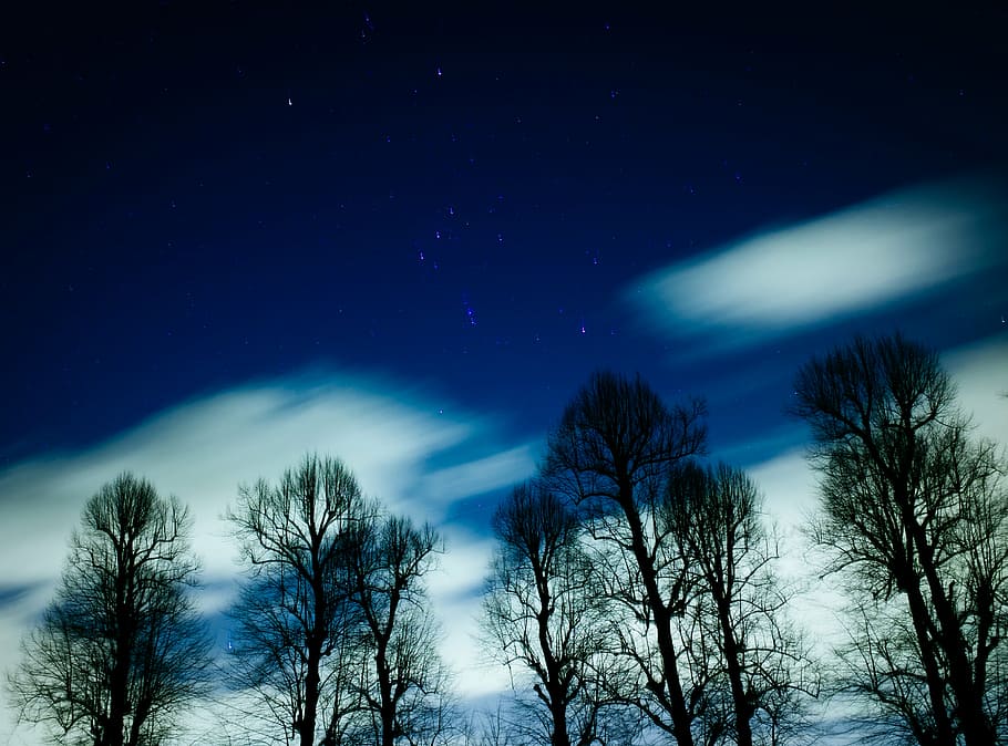 time lapse photo, trees, stars, galaxy, space, astronomy, night, dark, evening, forest