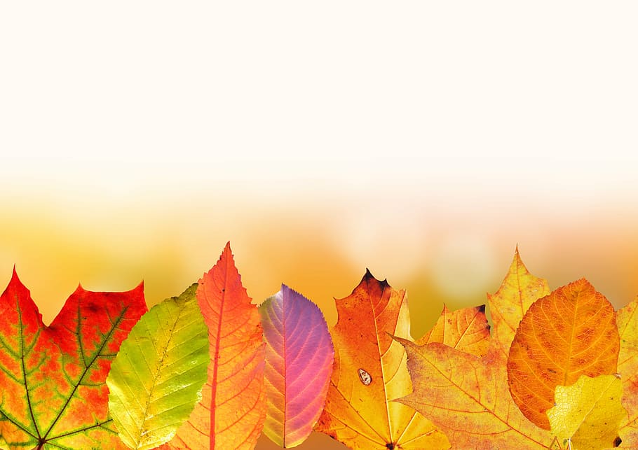 茶色の葉, 秋, 葉, カラフル, 紅葉, 秋の色, 黄金色の紅葉, カエデの葉, ハンノキの葉, リンゴの木の葉