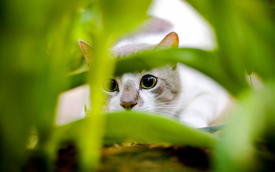 Cat, Peering, Leaves, animal, mammal, pet, public domain, domestic Cat, pets, nature