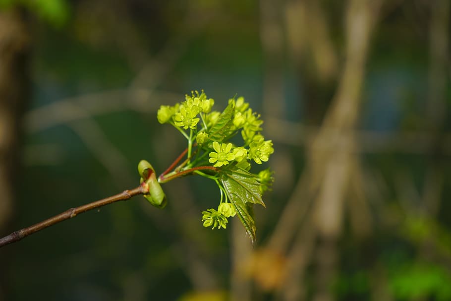 bud, maple branch, branch, maple, go up, frisch, young, growth, nature, live new