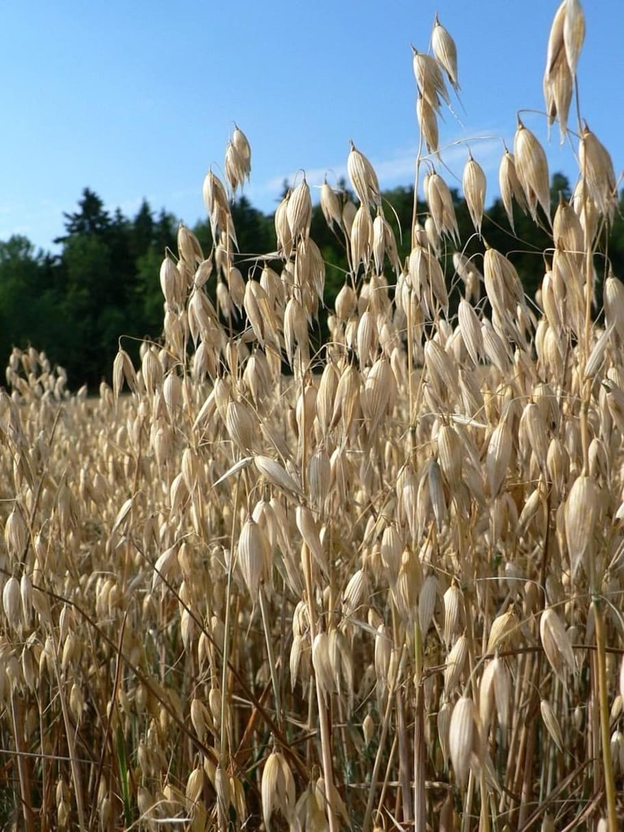 close-up, oats, field, landscapes, nature, plant, growth, agriculture, land, crop