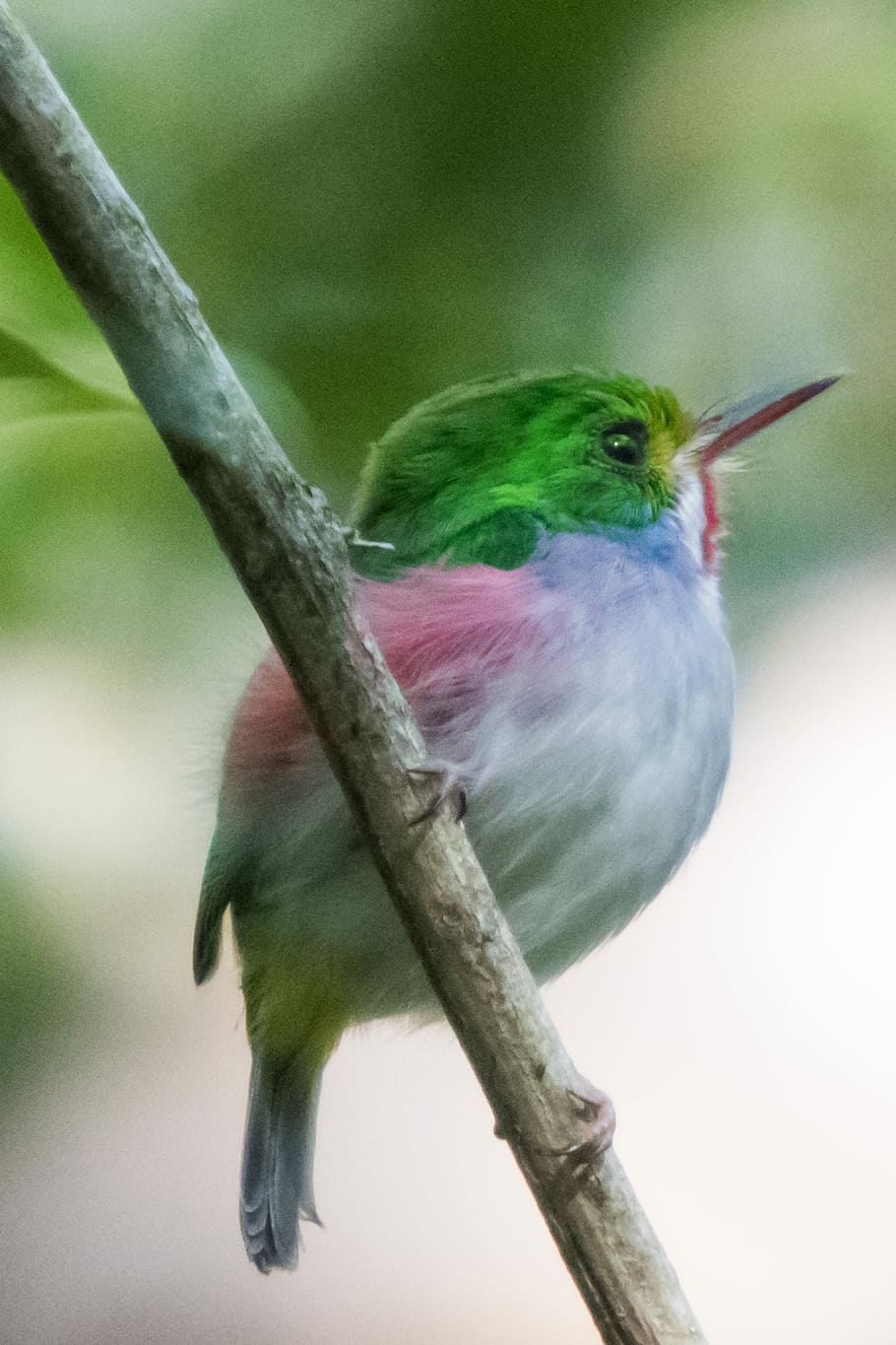 green, white, short-beak bird, perched, tree branch, cuba, matanzas, cienaga de zapata, cartacuba, bird