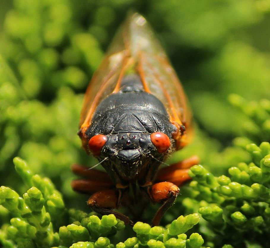 cicada, cicadoidea, insect, exoskeleton, molt, bugs, wildlife, bug, small, delicate