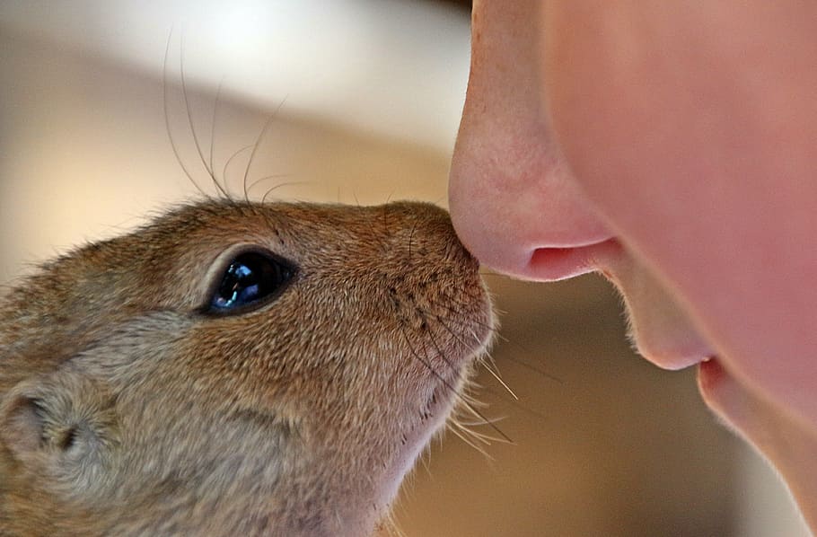 person and squirrel, african bush squirrel, paraxerus, african squirrel, child's face, eye, nose, cheek, lips, cuddling with animal
