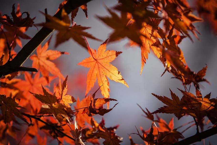 lote de hojas de árbol de arce, licencia de otoño, Japón, naturaleza, arce, rojo, otoño, licencia, planta, hoja