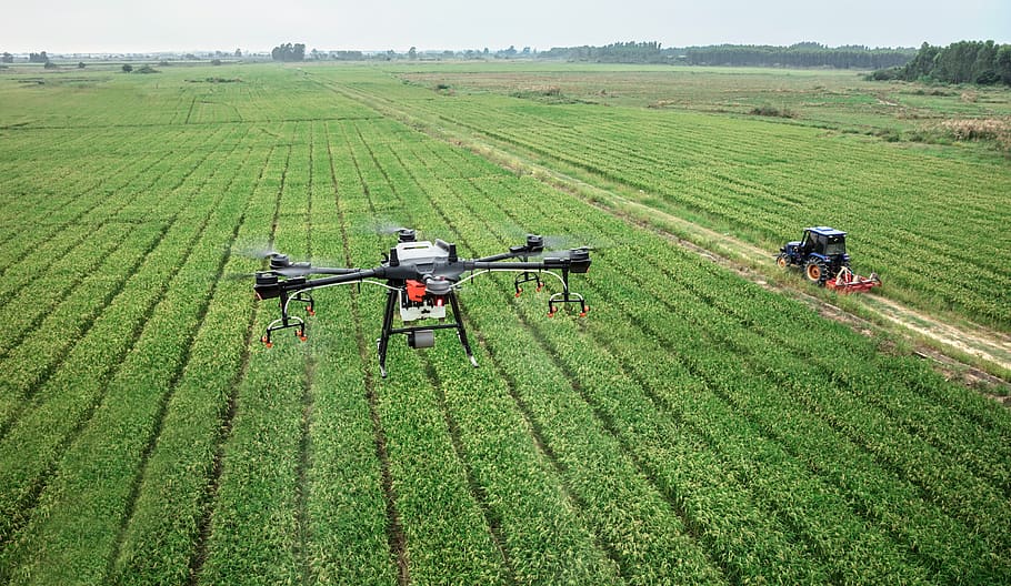 dji, uav, drone de protección de plantas, tierras de cultivo, agricultura, protección de plantas, t16, arroz, en campo de arroz, agras